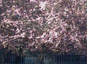 Estampas primaverales