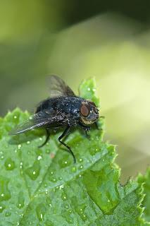 Para ampliar Calliphora vomitoria (Linnaeus, 1758) Mosca azul de la carne hacer clic
