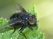 Calliphora vomitoria (Linnaeus, 1758) Mosca azul carne