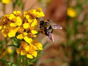 Bumblebees by Mr. Mac2009 flickr