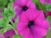 “marketing floral” solo basa colores aromas
