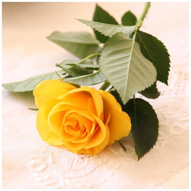 Bienvenida Primavera - Welcome Spring.