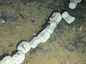 Nueve nuevas especies aguas profundas esqueleto ballena antártica