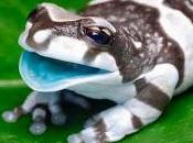 Conoce hermosa rana lechera amazónica