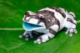 Conoce a la hermosa rana lechera amazónica