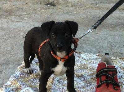 Tres cachorritas de 4 meses y tamaño pequeño, en adopción.