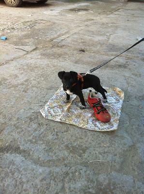 Tres cachorritas de 4 meses y tamaño pequeño, en adopción.