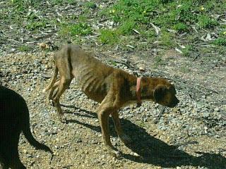 Pobre perro, abandonado, lamentable como está. (Huelva)