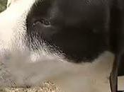 Perro llegó casa bebé muerto boca