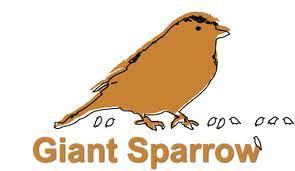 Giant Sparrow