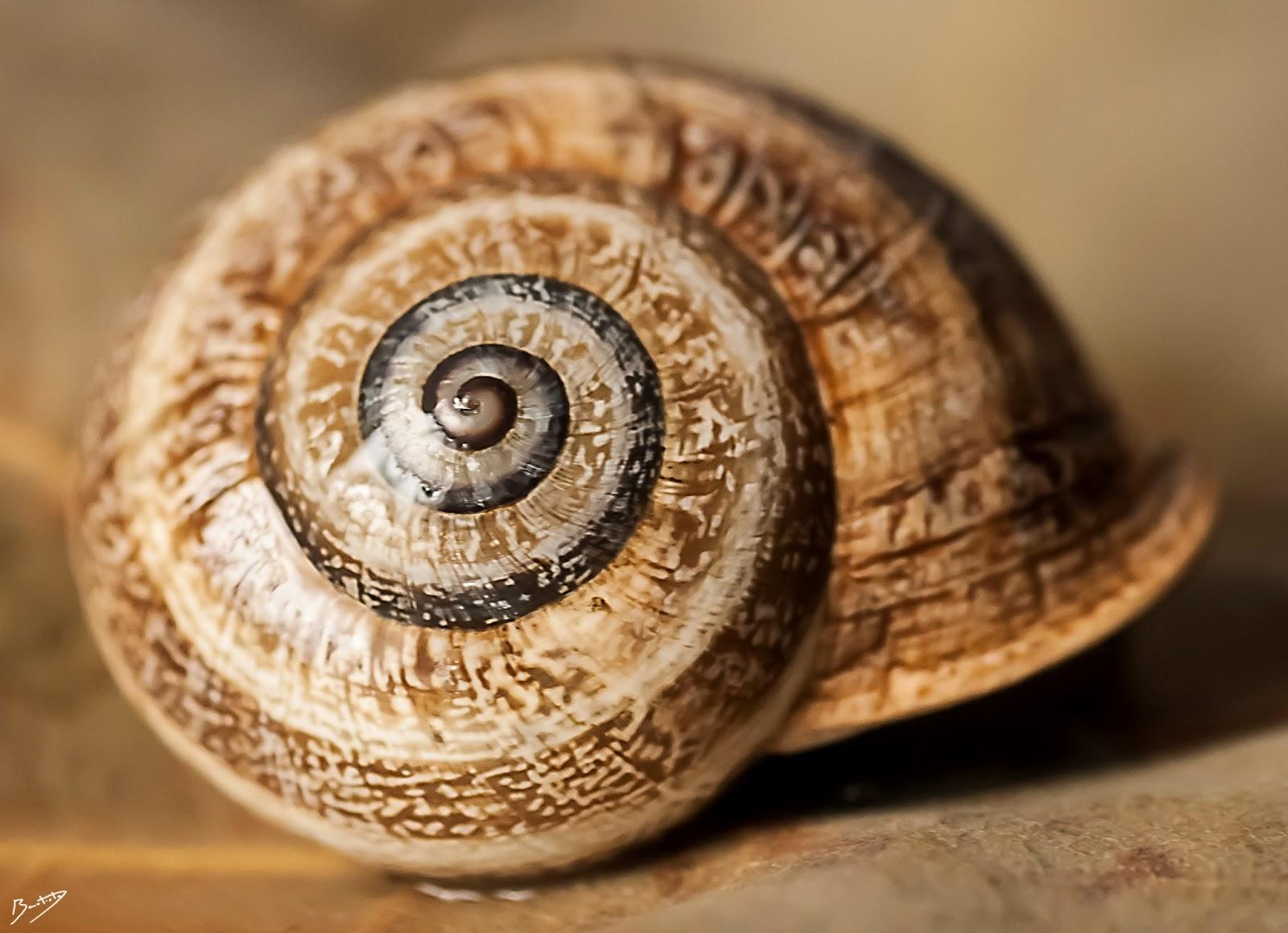 Enfocando digitalmente con Phoshop: Máscara de enfoque.