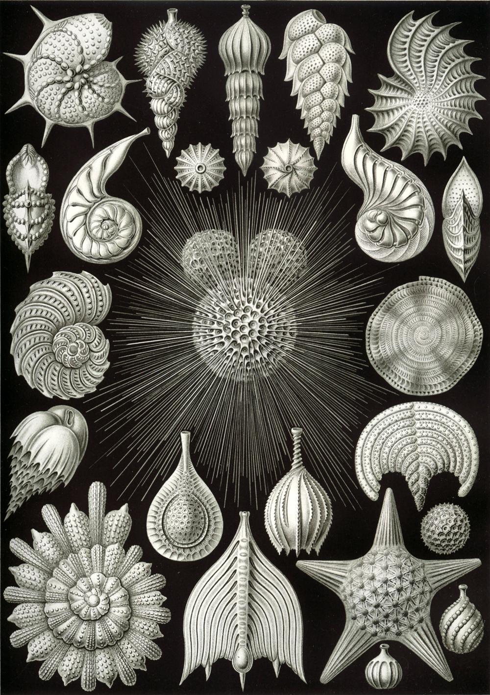 Ernst Haeckel – Obras de arte de la Naturaleza