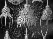 Ernst Haeckel Obras arte Naturaleza