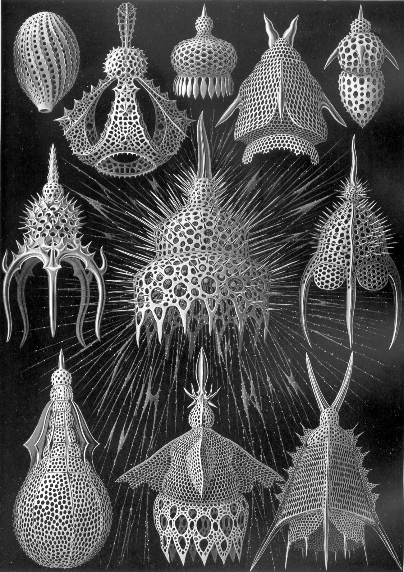 Ernst Haeckel – Obras de arte de la Naturaleza