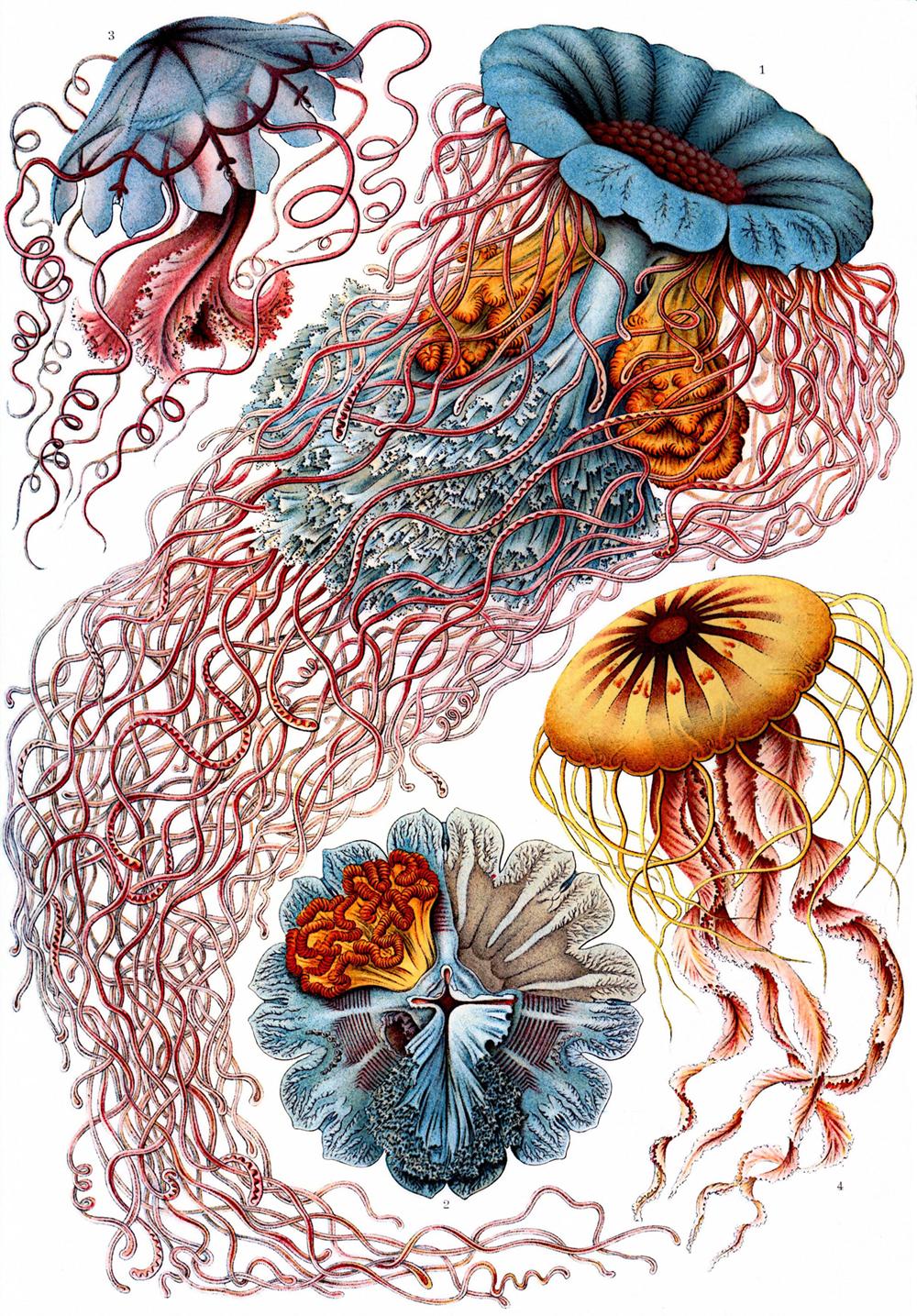 Ernst Haeckel – Obras de arte de la Naturaleza