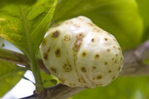 Benficios y efectos secundarios del jugo de noni