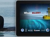 para proteger ballenas