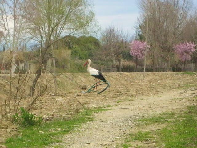 La cigüeña y vaya con los intrusos...