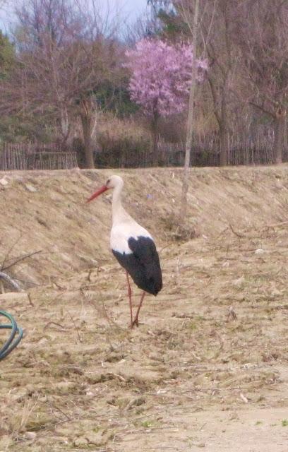 La cigüeña y vaya con los intrusos...