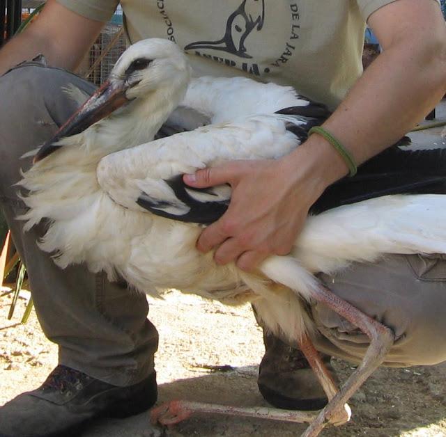 La cigüeña y vaya con los intrusos...