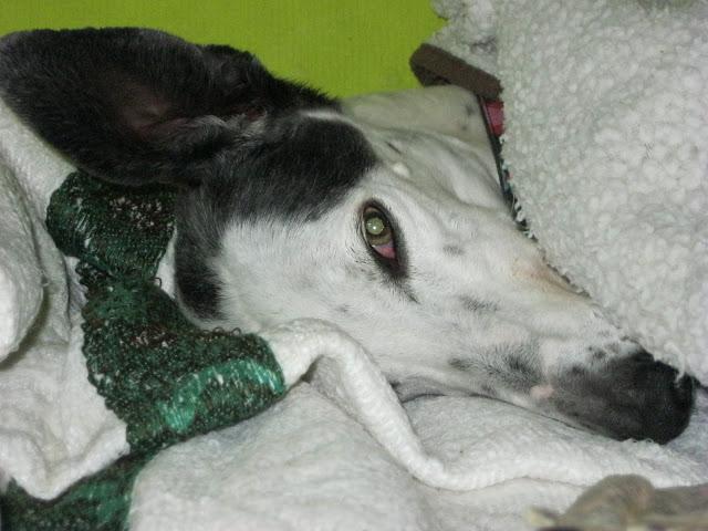 La cigüeña y vaya con los intrusos...