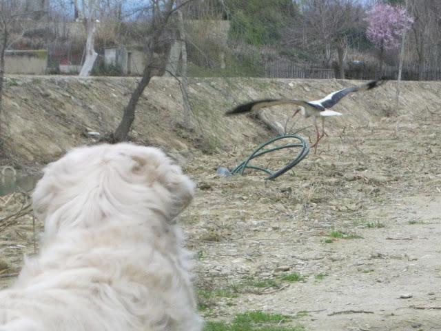 La cigüeña y vaya con los intrusos...