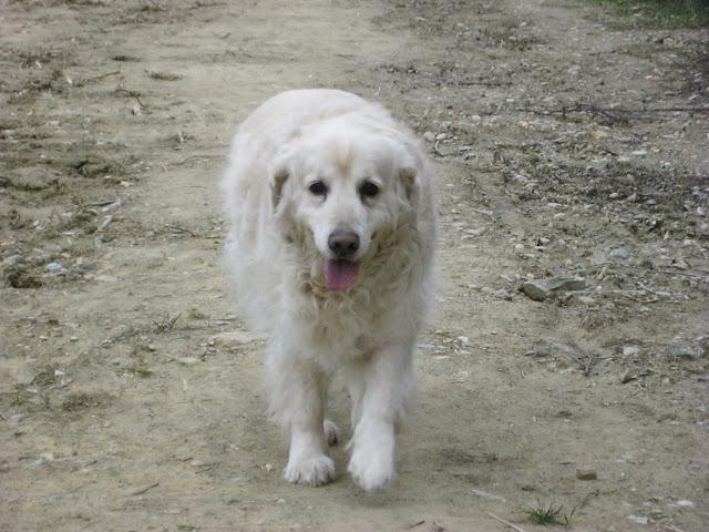 La cigüeña y vaya con los intrusos...