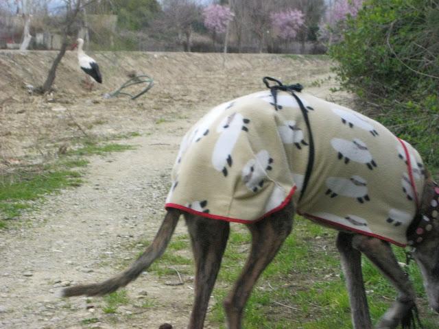 La cigüeña y vaya con los intrusos...