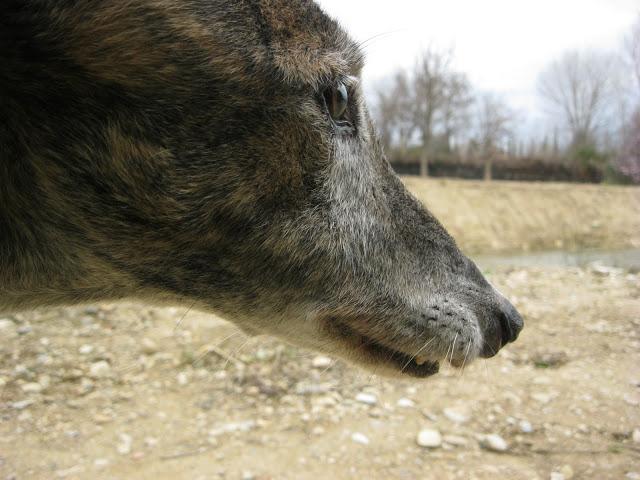La cigüeña y vaya con los intrusos...