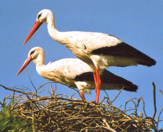 La cigüeña y vaya con los intrusos...