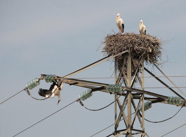 La cigüeña y vaya con los intrusos...
