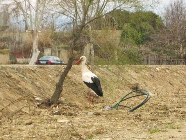 La cigüeña y vaya con los intrusos...