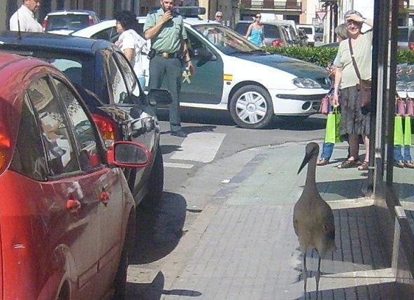 La cigüeña y vaya con los intrusos...