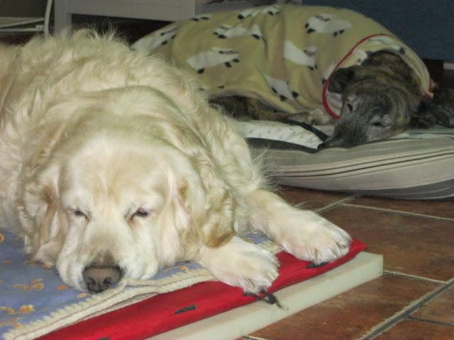 La cigüeña y vaya con los intrusos...