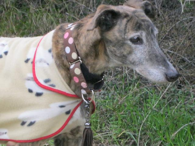 La cigüeña y vaya con los intrusos...