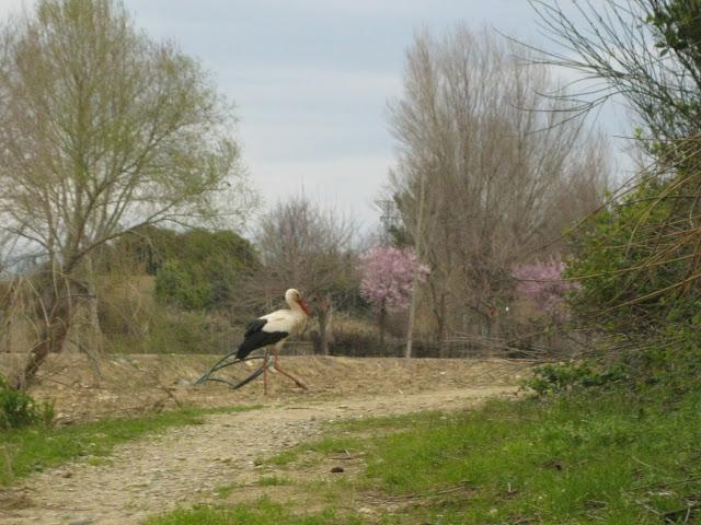 La cigüeña y vaya con los intrusos...