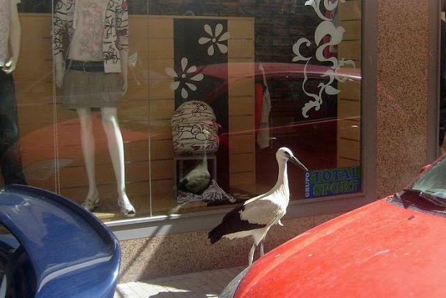 La cigüeña y vaya con los intrusos...