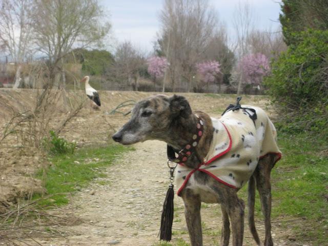La cigüeña y vaya con los intrusos...