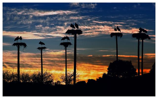 La cigüeña y vaya con los intrusos...