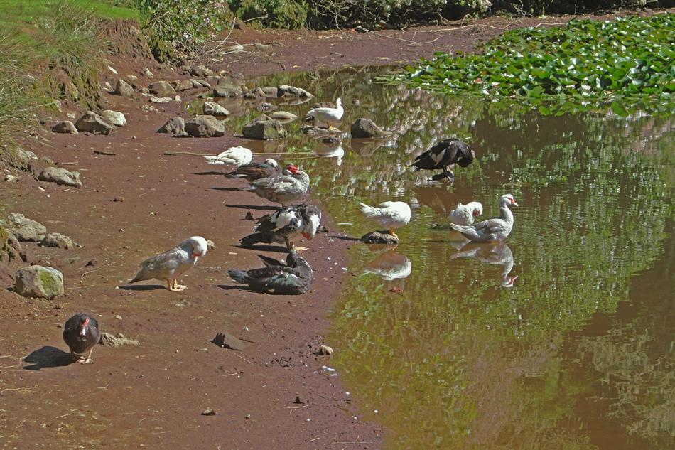 Al agua patos reflejados