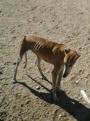 Galgos y podencos en la perrera de Toledo.