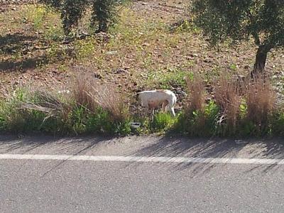 Galga abandonada, peligro de ser atropellada.