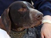 Turbo braco alemán familia.