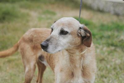 La triste historia de un abuelito que va a morir sin conocer un hogar. (Sevilla)