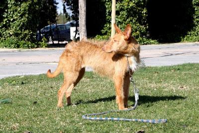 Podenca de 2 años. (Madrid) Muy urgente!!!