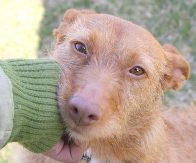 Podenca de 2 años. (Madrid) Muy urgente!!!
