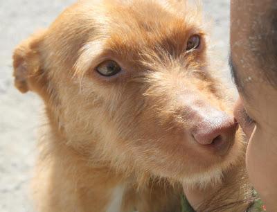 Podenca de 2 años. (Madrid) Muy urgente!!!
