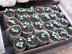 La producción de plántulas en vasos de papel