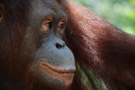 Orangutan - Sepilok Rehabilitation Centre - Borneo