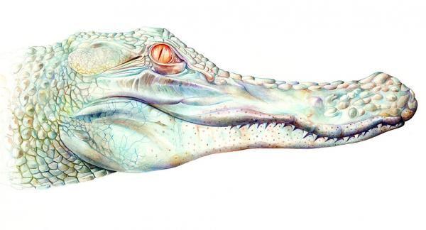 Brandon Keehner2 Illustrator Brandon Keehner 